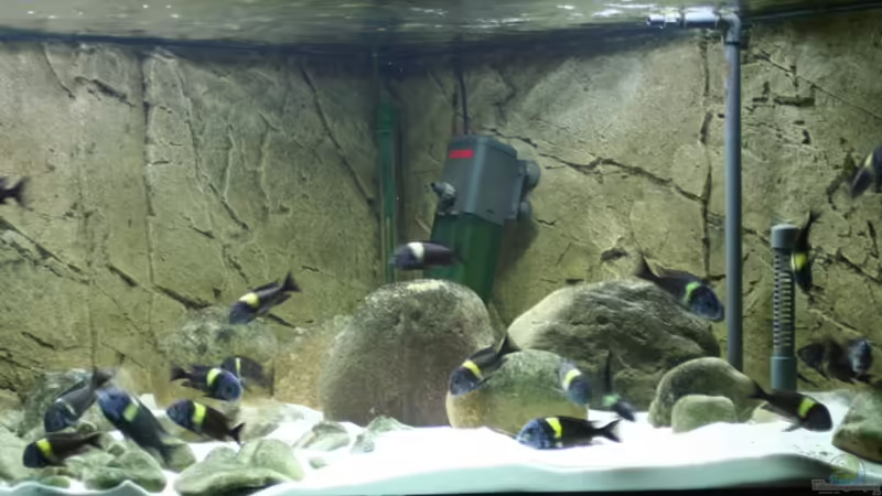 Besatz im Aquarium Tropheus 1  Duboisi - nur noch als Beispiel von Maclya (4)