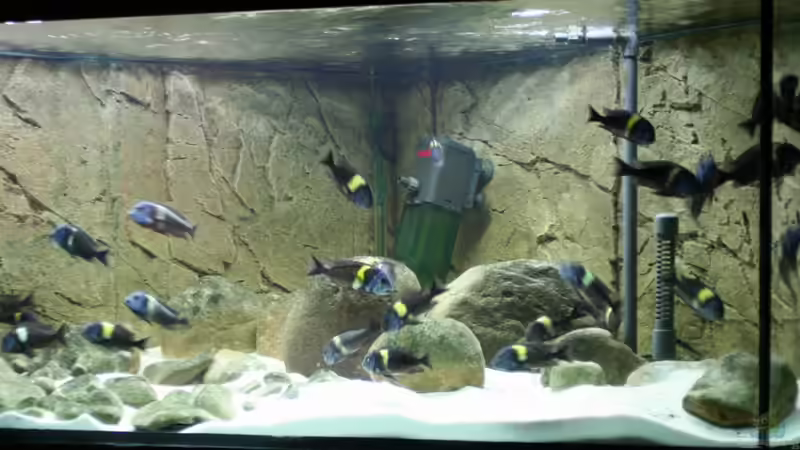 Besatz im Aquarium Tropheus 1  Duboisi - nur noch als Beispiel von Maclya (5)