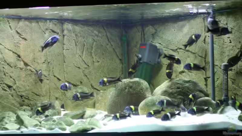 Besatz im Aquarium Tropheus 1  Duboisi - nur noch als Beispiel von Maclya (7)