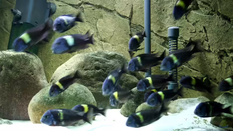 Besatz im Aquarium Tropheus 1  Duboisi - nur noch als Beispiel von Maclya (9)