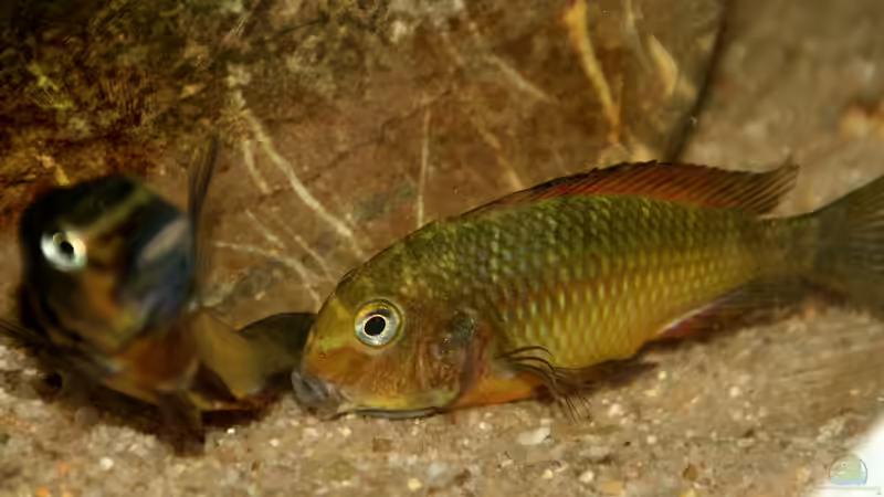 Besatz im Aquarium Tropheus 1 (nur noch als Beispiel) von Maclya (10)