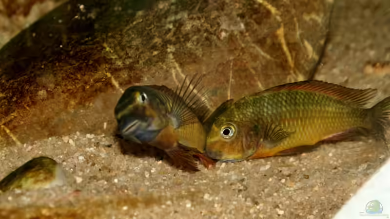 Besatz im Aquarium Tropheus 1 (nur noch als Beispiel) von Maclya (12)