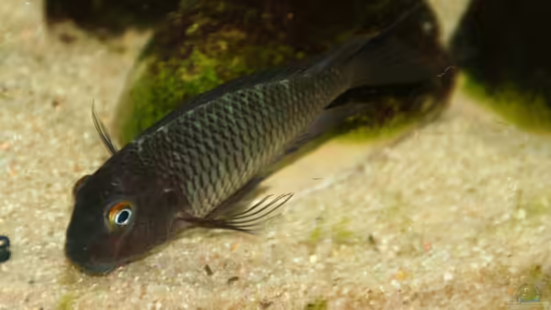 Besatz im Aquarium Tropheus 1 (nur noch als Beispiel) von Maclya (22)