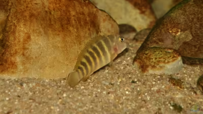 Besatz im Aquarium Tropheus 1 (nur noch als Beispiel) von Maclya (5)