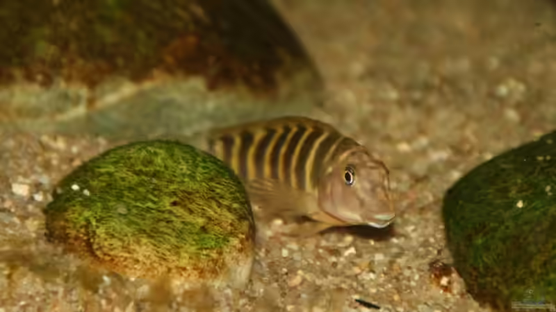 Besatz im Aquarium Tropheus 1 (nur noch als Beispiel) von Maclya (6)