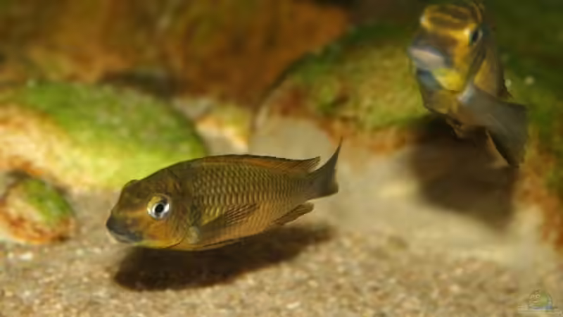 Besatz im Aquarium Tropheus 1 (nur noch als Beispiel) von Maclya (9)