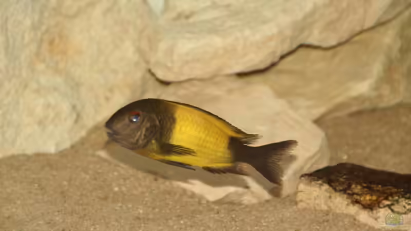 Besatz im Aquarium Tropheus 2 (nur noch als Beispiel) von Maclya (12)