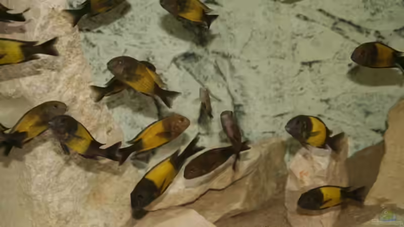 Besatz im Aquarium Tropheus 2 (nur noch als Beispiel) von Maclya (18)