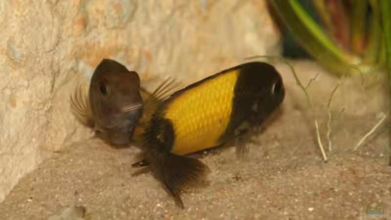 Besatz im Aquarium Tropheus 2 (nur noch als Beispiel) von Maclya (20)