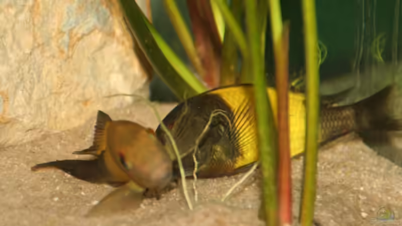 Besatz im Aquarium Tropheus 2 (nur noch als Beispiel) von Maclya (24)