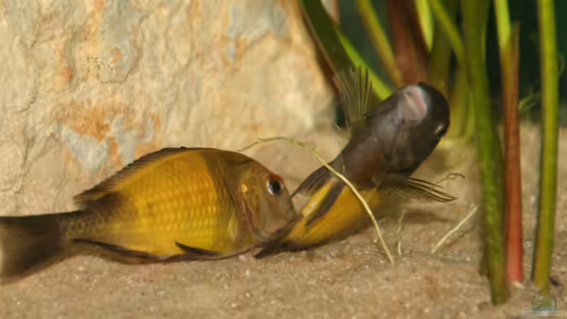 Besatz im Aquarium Tropheus 2 (nur noch als Beispiel) von Maclya (26)