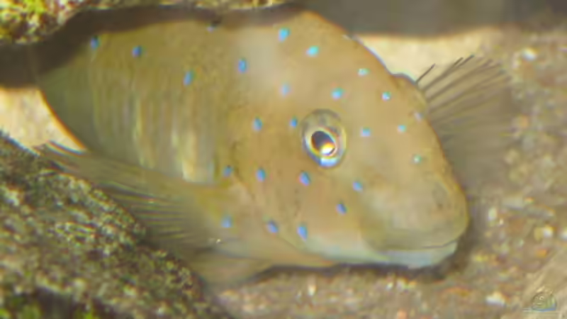 Besatz im Aquarium Tropheus 2 (nur noch als Beispiel) von Maclya (3)