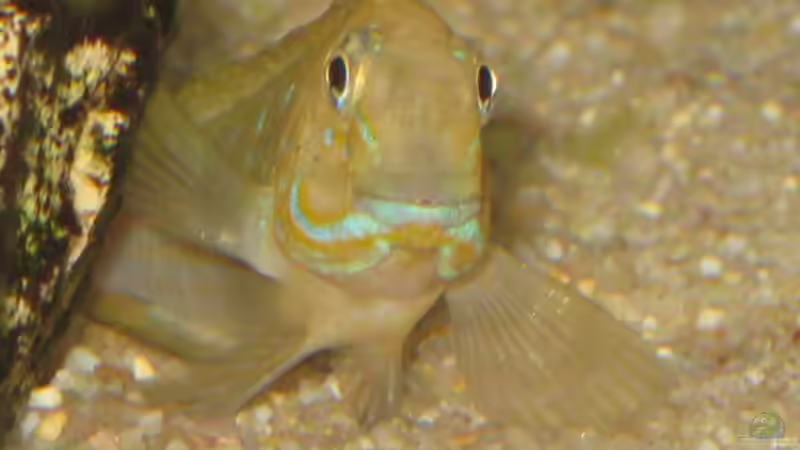 Besatz im Aquarium Tropheus 2 (nur noch als Beispiel) von Maclya (4)