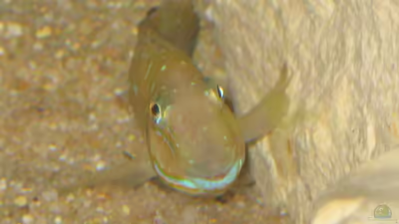 Besatz im Aquarium Tropheus 2 (nur noch als Beispiel) von Maclya (5)