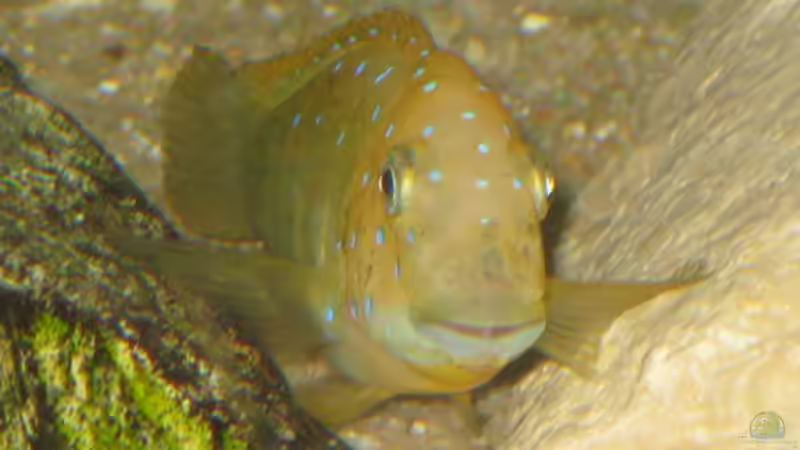 Besatz im Aquarium Tropheus 2 (nur noch als Beispiel) von Maclya (7)