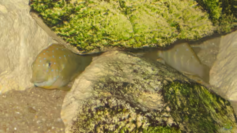 Besatz im Aquarium Tropheus 2 (nur noch als Beispiel) von Maclya (8)