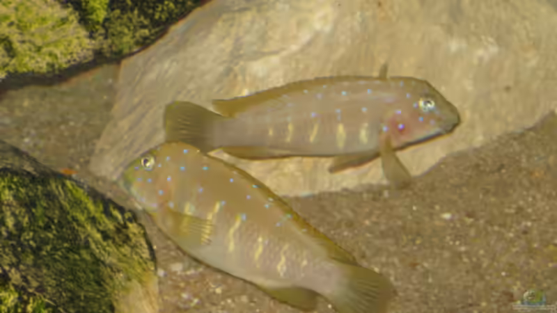 Besatz im Aquarium Tropheus 2 (nur noch als Beispiel) von Maclya (9)