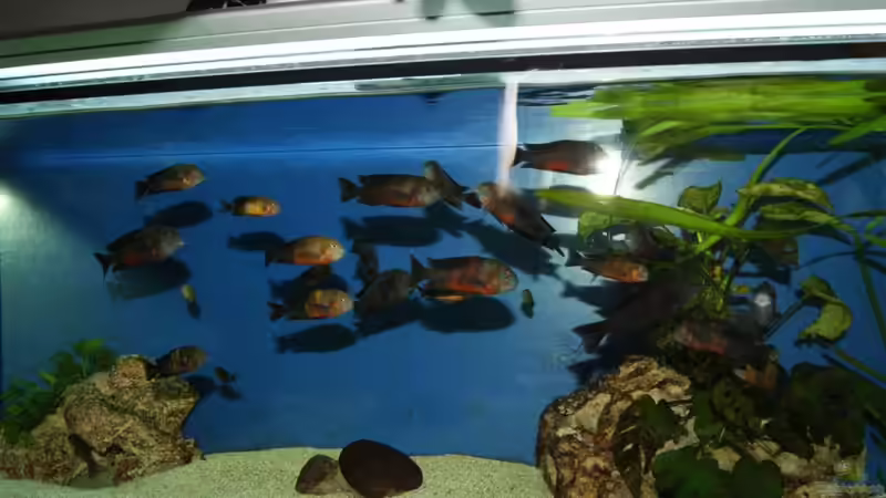 Besatz im Aquarium Tropheus Becken 2011 von Robin H. (11)