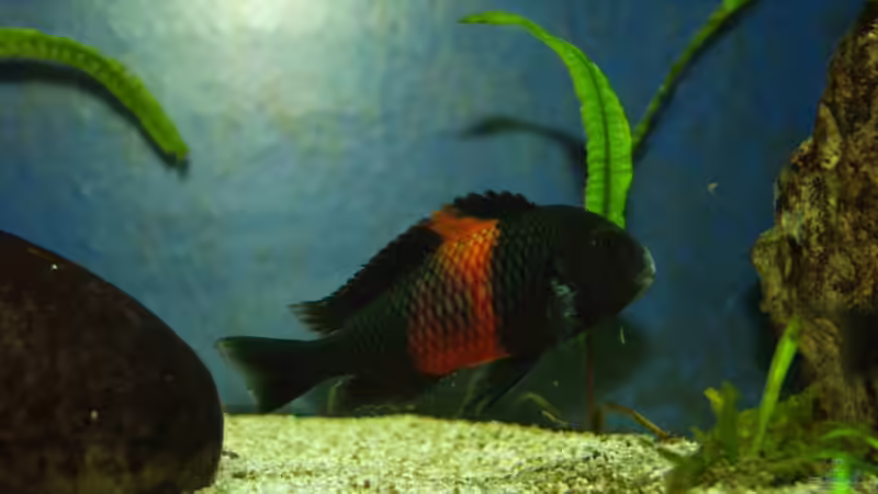 Besatz im Aquarium Tropheus Becken 2011 von Robin H. (12)