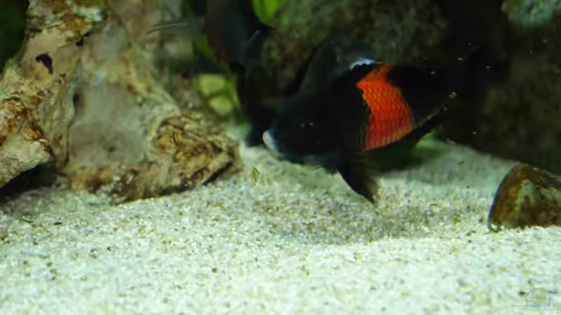 Besatz im Aquarium Tropheus Becken 2011 von Robin H. (13)