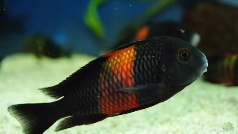 Besatz im Aquarium Tropheus Becken 2011 von Robin H. (14)