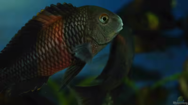 Besatz im Aquarium Tropheus Becken 2011 von Robin H. (15)