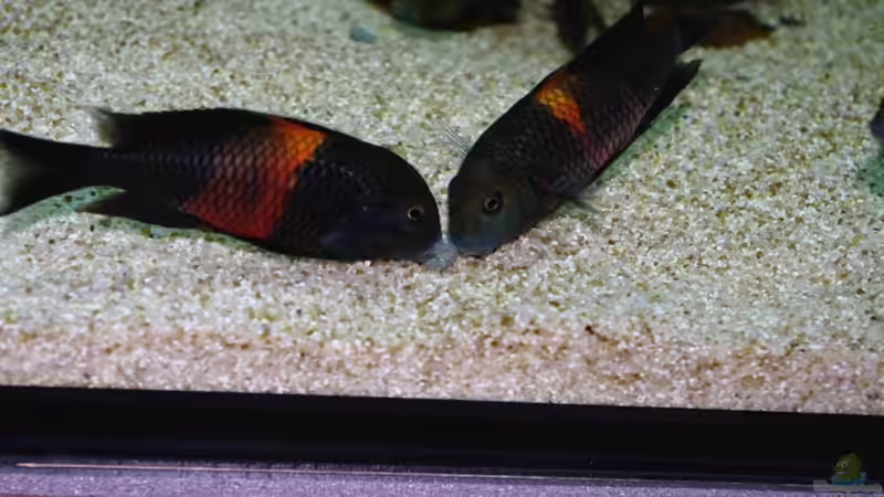 Besatz im Aquarium Tropheus Becken 2011 von Robin H. (16)