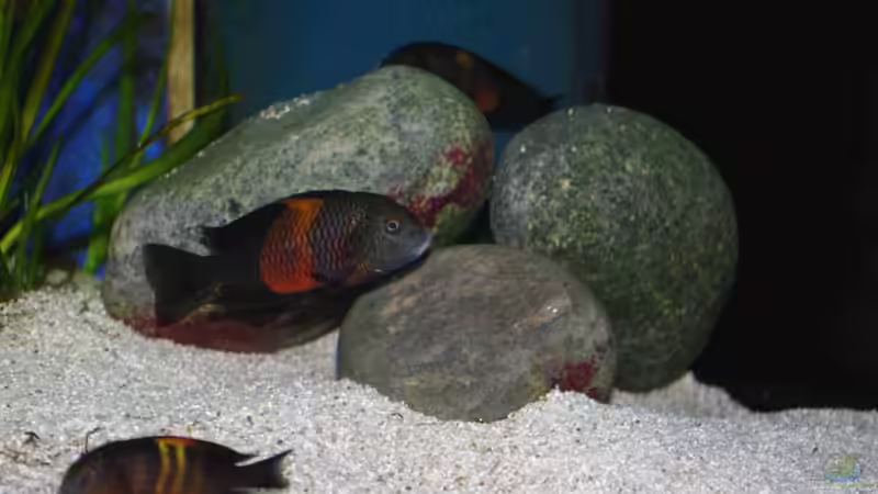 Besatz im Aquarium Tropheus Becken 2011 von Robin H. (17)