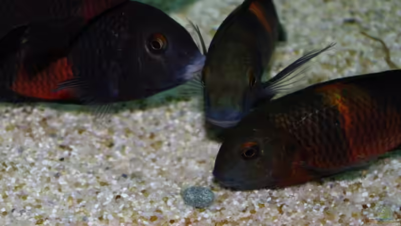 Besatz im Aquarium Tropheus Becken 2011 von Robin H. (18)