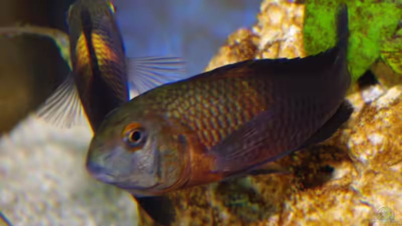 Besatz im Aquarium Tropheus Becken 2011 von Robin H. (19)