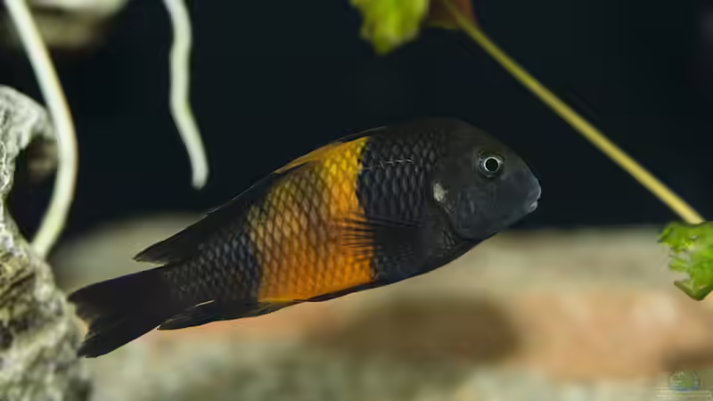 Besatz im Aquarium Tropheus Bemba von ChrisK (10)