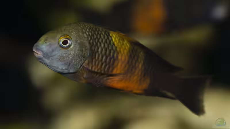 Besatz im Aquarium Tropheus Bemba von ChrisK (12)
