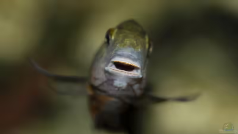 Besatz im Aquarium Tropheus Bemba von ChrisK (13)