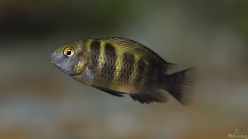 Besatz im Aquarium Tropheus Bemba von ChrisK (6)