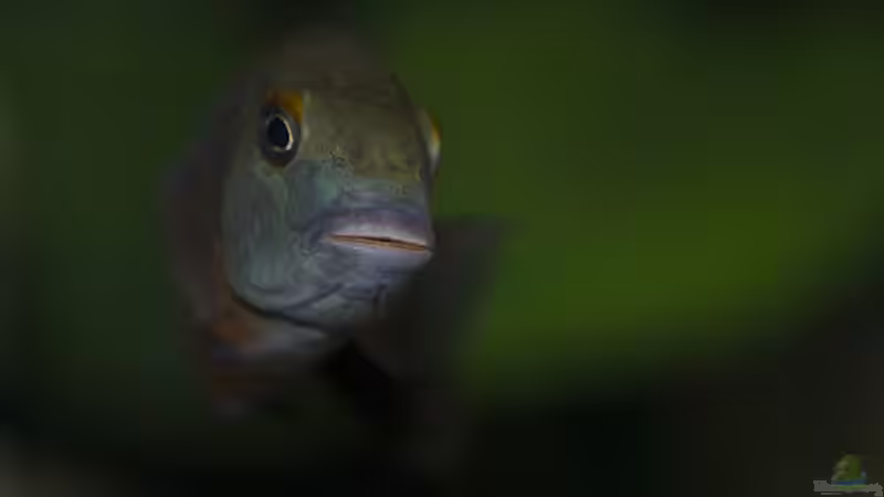 Besatz im Aquarium Tropheus Bemba von ChrisK (7)