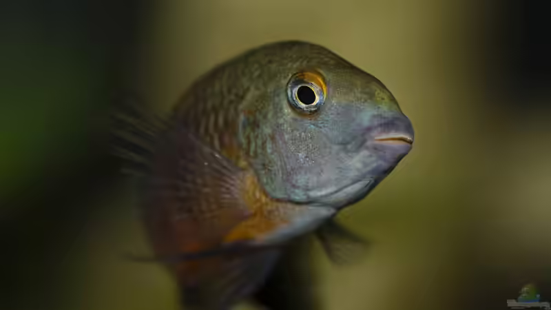 Besatz im Aquarium Tropheus Bemba von ChrisK (8)