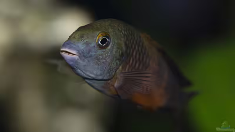 Besatz im Aquarium Tropheus Bemba von ChrisK (9)