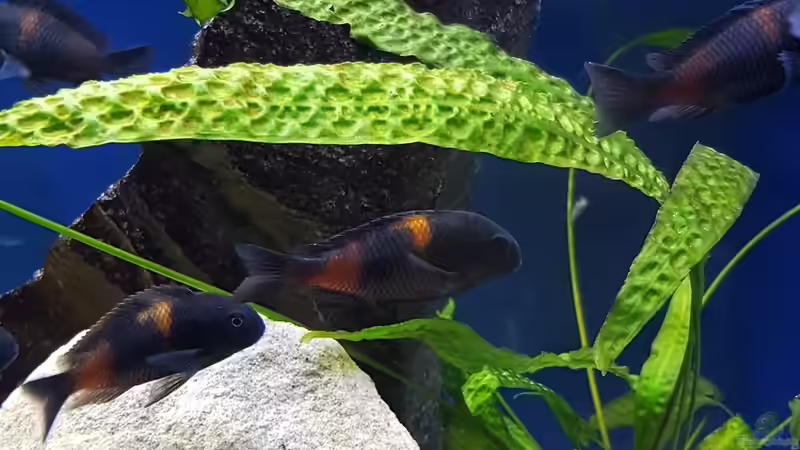 Besatz im Aquarium Tropheus bulu point von Riftvalley88 (10)