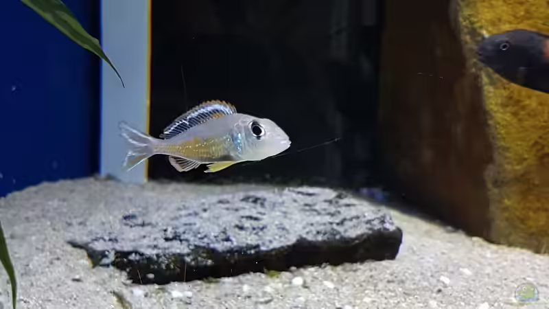 Besatz im Aquarium Tropheus bulu point von Riftvalley88 (11)