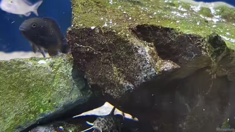 Besatz im Aquarium Tropheus bulu point von Riftvalley88 (8)