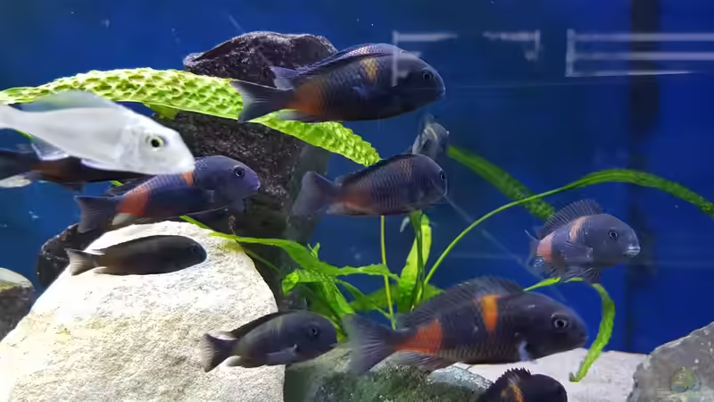 Besatz im Aquarium Tropheus bulu point von Riftvalley88 (9)