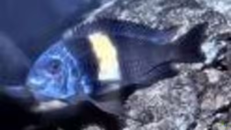 Besatz im Aquarium Tropheus-Gesellschaft von Bbert (10)