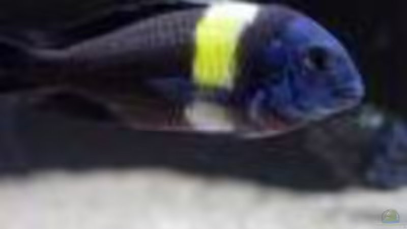 Besatz im Aquarium Tropheus-Gesellschaft von Bbert (11)