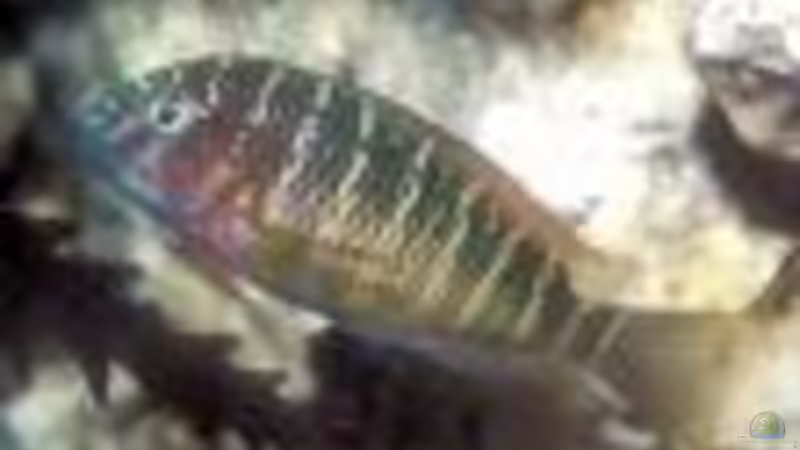 Besatz im Aquarium Tropheus-Gesellschaft von Bbert (12)