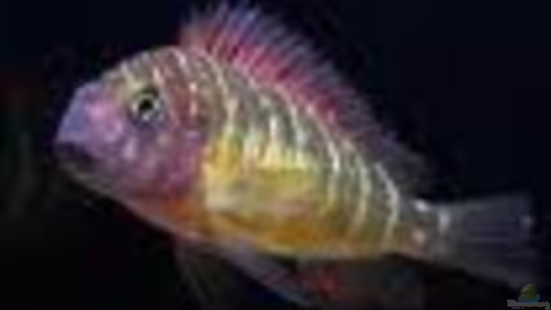 Besatz im Aquarium Tropheus-Gesellschaft von Bbert (13)