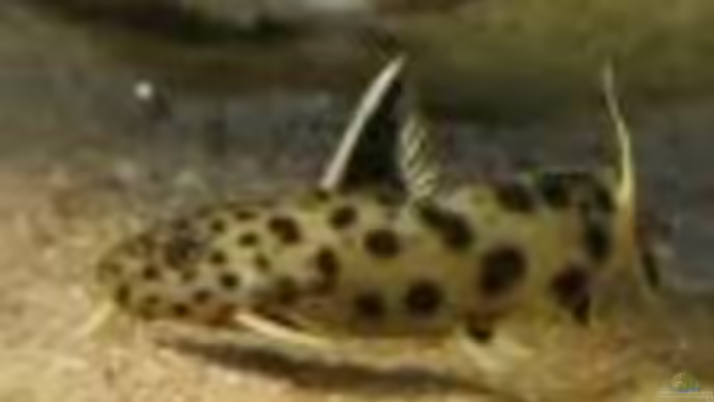 Besatz im Aquarium Tropheus-Gesellschaft von Bbert (14)