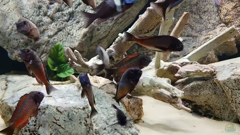 Besatz im Aquarium Tropheus Haus von Leucki (17)