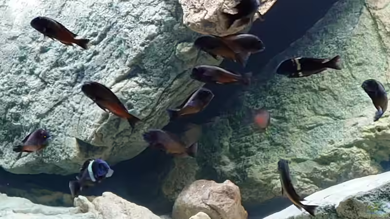 Besatz im Aquarium Tropheus Haus von Leucki (18)