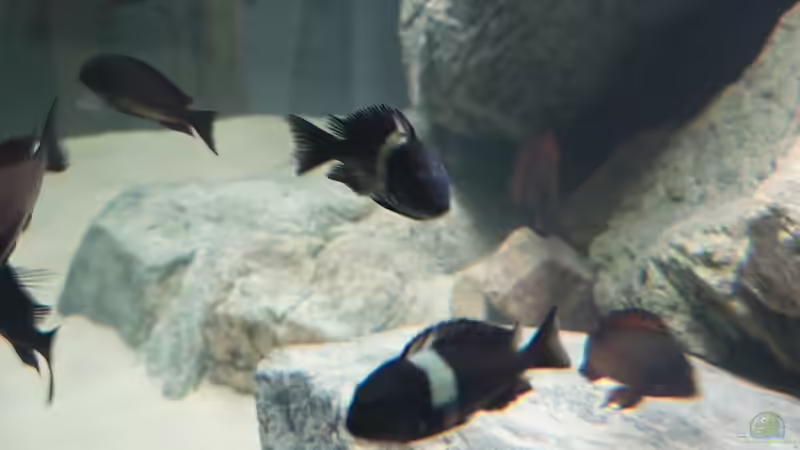 Besatz im Aquarium Tropheus Haus von Leucki (20)