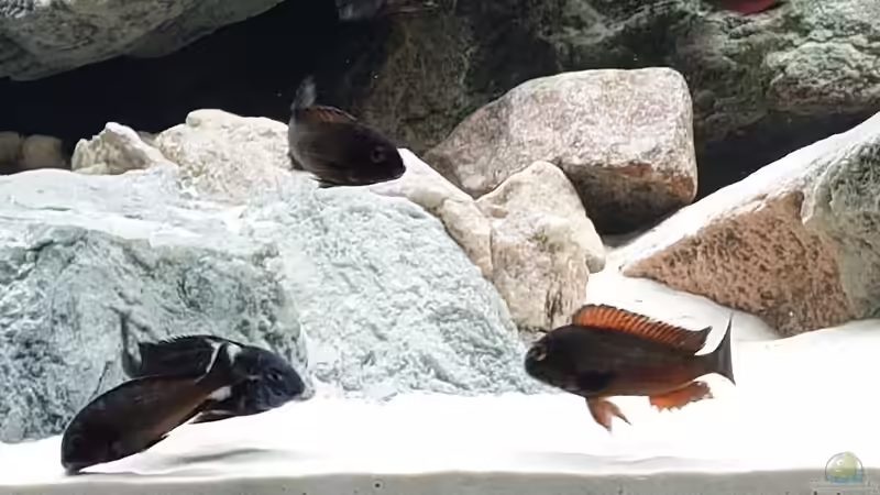 Besatz im Aquarium Tropheus Haus von Leucki (21)